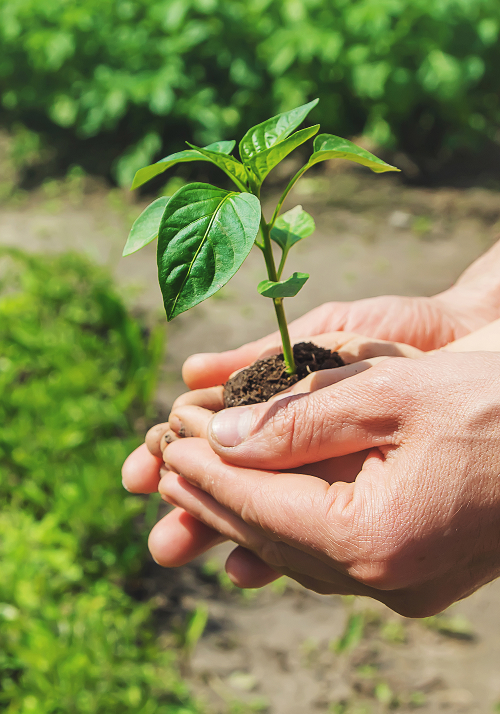 image of hand holding a plant for the about us page